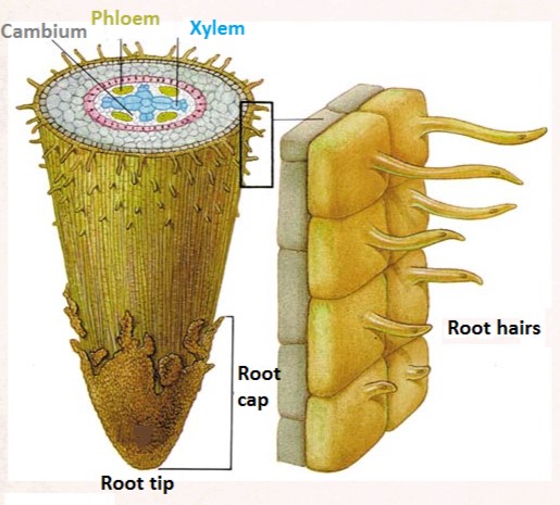 Root Growing Tip Diagram